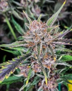 Gorilla Punch - 5-pack - Feminised - Fast Buds Seeds -Uitgelichte Plantenzaadwinkel gorilla punch