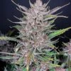 Gorilla Punch - 5-pack - Feminised - Fast Buds Seeds -Uitgelichte Plantenzaadwinkel gorilla punch fastbuds