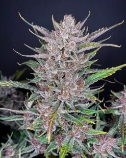 Gorilla Punch - 5-pack - Feminised - Fast Buds Seeds