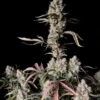 Gorilla Zkittlez Auto - Feminised - Fast Buds Seeds -Uitgelichte Plantenzaadwinkel gorilla zkittlez auto fast buds
