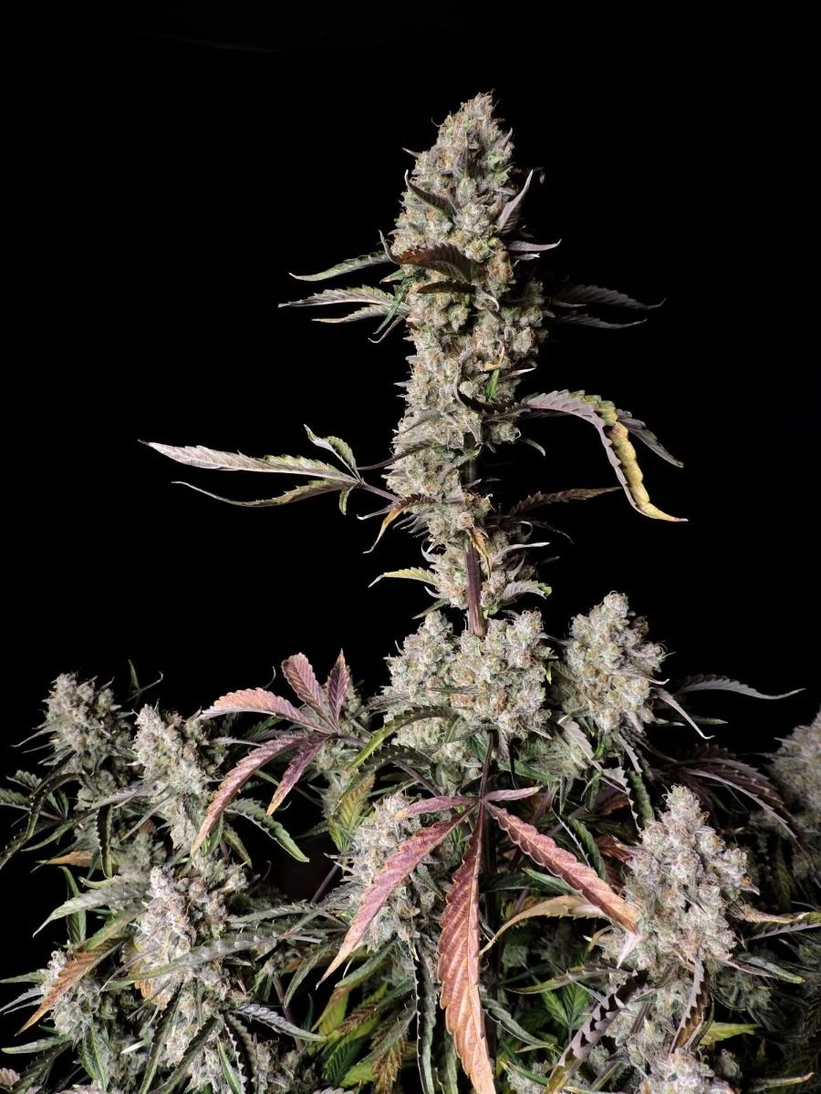 Gorilla Zkittlez Auto - Feminised - Fast Buds Seeds 3 Gorilla Zkittlez Auto - Feminised - Fast Buds Seeds