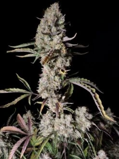 Gorilla Zkittlez Auto - Feminised - Fast Buds Seeds 7 Gorilla Zkittlez Auto - Feminised - Fast Buds Seeds -Uitgelichte Plantenzaadwinkel gorilla zkittlez auto fast buds1.jpg