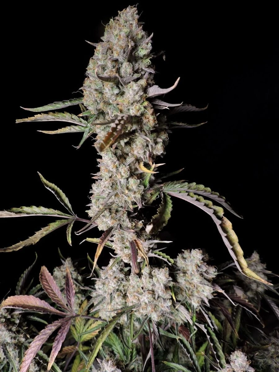 Gorilla Zkittlez Auto - Feminised - Fast Buds Seeds 4 Gorilla Zkittlez Auto - Feminised - Fast Buds Seeds - Afbeelding 2