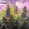 Gorilla Zkittlez Auto - Feminised - Barney's Farm -Uitgelichte Plantenzaadwinkel gorilla zkittlez auto 1