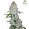 Gorilla Auto - 3PACK - Feminised - Fast Buds Seeds -Uitgelichte Plantenzaadwinkel gorilla2 3