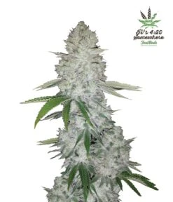 Gorilla Auto - 3PACK - Feminised - Fast Buds Seeds