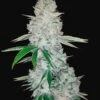 Gorilla Auto - 5-pack - Feminised - Fast Buds Seeds -Uitgelichte Plantenzaadwinkel gorilla 1