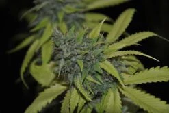 Grandaddy Confidential - Feminised - Pheno Finder Seeds -Uitgelichte Plantenzaadwinkel grandaddy confidential 1