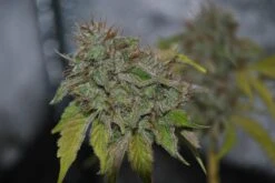 Grandaddy Confidential - Feminised - Pheno Finder Seeds -Uitgelichte Plantenzaadwinkel grandaddy confidential 2