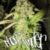 Grandaddy Confidential - Feminised - Pheno Finder Seeds 2 Grandaddy Confidential - Feminised - Pheno Finder Seeds -Uitgelichte Plantenzaadwinkel grandaddypheno2