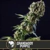 Grandaddy Purple - 6-pack - Feminised - Blimburn -Uitgelichte Plantenzaadwinkel grandaddypurplecannabisseeds7