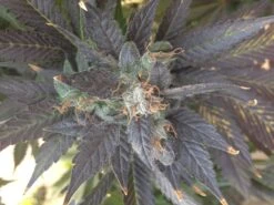 Grape OX - 12PACK - Regular - Rare Dankness