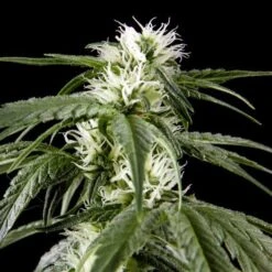 Great White Shark - Feminised - Green House -Uitgelichte Plantenzaadwinkel greatwhiteshark