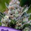 Green Apple Juice Auto - 3-pack - Feminised - Anesia Seeds -Uitgelichte Plantenzaadwinkel green apple juice auto 600x800 1