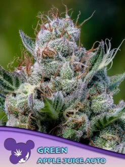 Green Apple Juice Auto - 3-pack - Feminised - Anesia Seeds