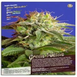 Green Poison Fast Version - Feminised - Sweet Seeds