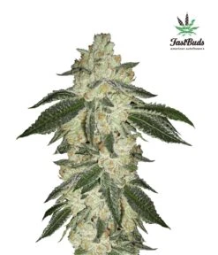 Green Crack Auto - 5PACK - Feminised - Fast Buds Seeds