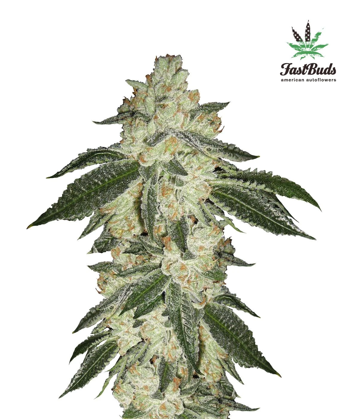 Green Crack Auto - 5PACK - Feminised - Fast Buds Seeds 3 Green Crack Auto - 5PACK - Feminised - Fast Buds Seeds
