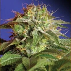 Green Poison - Feminised - 3 Pack - Feminised - Sweet Seeds