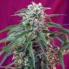 Green Poison Auto - Feminised - Sweet Seeds