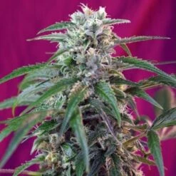 Green Poison Auto - Feminised - Sweet Seeds