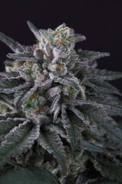 Gulupa - Feminised - Paradise Seeds