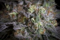 Gulupa - Feminised - Paradise Seeds -Uitgelichte Plantenzaadwinkel gulupa closeup 2