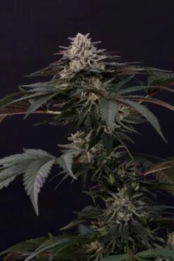 Gulupa - Feminised - Paradise Seeds -Uitgelichte Plantenzaadwinkel gulupa full cola shot 2