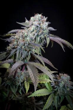 Gulupa - Feminised - Paradise Seeds -Uitgelichte Plantenzaadwinkel gulupa main 2