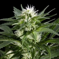 Great White Shark - Feminised - Green House -Uitgelichte Plantenzaadwinkel gws 08