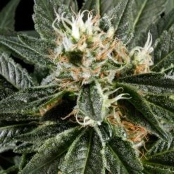 Great White Shark - Feminised - Green House -Uitgelichte Plantenzaadwinkel gws 12