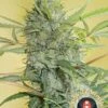 Serious Happiness - Feminised - Serious Seeds