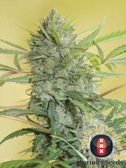 Serious Happiness - Feminised - Serious Seeds