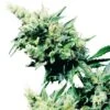 Hash Plant - Regular - Sensi Seeds -Uitgelichte Plantenzaadwinkel hash plant xl