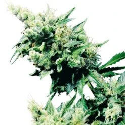 Hash Plant - Regular - Sensi Seeds