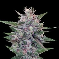 Hashplant S1 - 5PACK - Feminised - ACE Seeds -Uitgelichte Plantenzaadwinkel hashplant