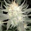 Hashplant S1 - 5PACK - Feminised - ACE Seeds 2 Hashplant S1 - 5PACK - Feminised - ACE Seeds -Uitgelichte Plantenzaadwinkel hashplant s1 ulmw indoor bud finished3