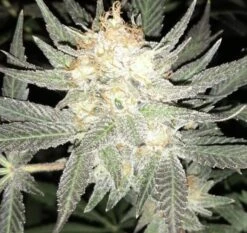 Hashplant S1 - 5PACK - Feminised - ACE Seeds