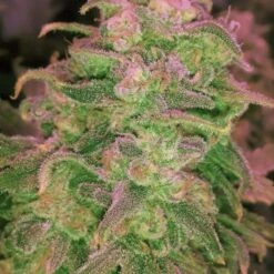 Hawaii Maui Waui - 5PACK - Feminised - Nirvana Seeds