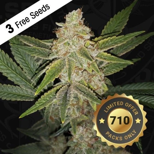 Hazanana - 5-pack - Feminised - T.H.Seeds 3 Hazanana - 5-pack - Feminised - T.H.Seeds