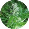 Haze Auto Tao - Regular - Top Tao Seeds -Uitgelichte Plantenzaadwinkel haze