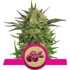 Haze Berry - Feminised - Royal Queen Seeds -Uitgelichte Plantenzaadwinkel haze berry