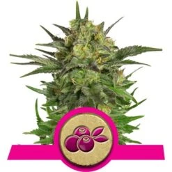 Haze Berry - Feminised - Royal Queen Seeds