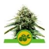 Haze Berry Automatic - 5-pack - Feminised - Royal Queen Seeds -Uitgelichte Plantenzaadwinkel haze berry automatic royal queen seeds