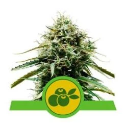 Haze Berry Automatic - 5-pack - Feminised - Royal Queen Seeds