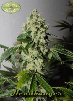 HeadBanger - 12PACK - Regular - Karma Genetics 10 HeadBanger - 12PACK - Regular - Karma Genetics -Uitgelichte Plantenzaadwinkel headbanger 4