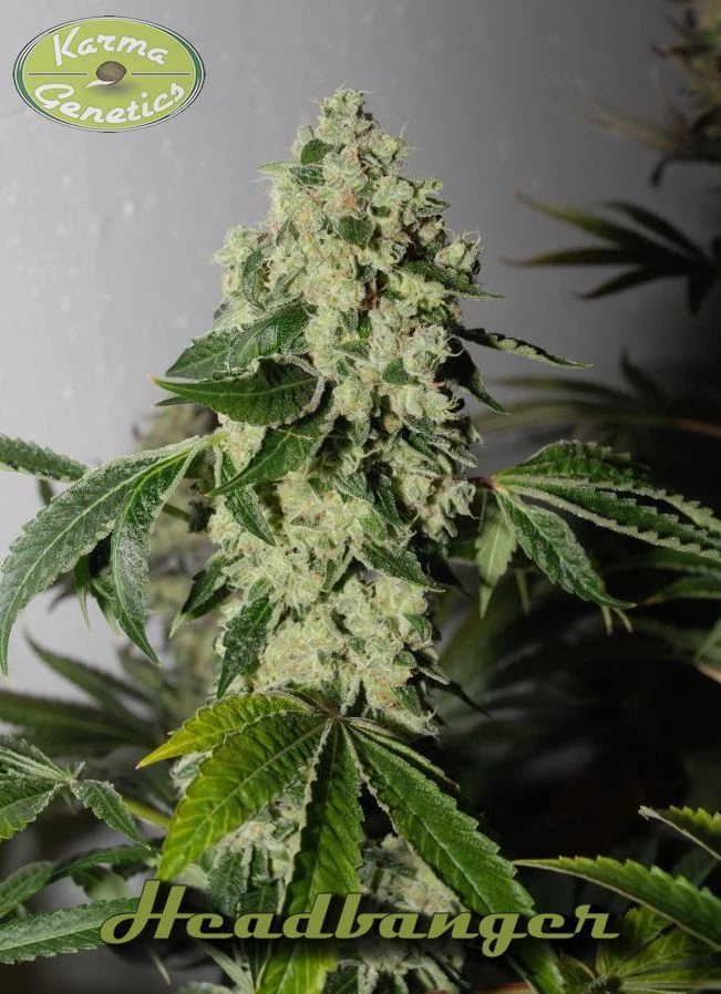 HeadBanger - 12PACK - Regular - Karma Genetics 6 HeadBanger - 12PACK - Regular - Karma Genetics - Afbeelding 4