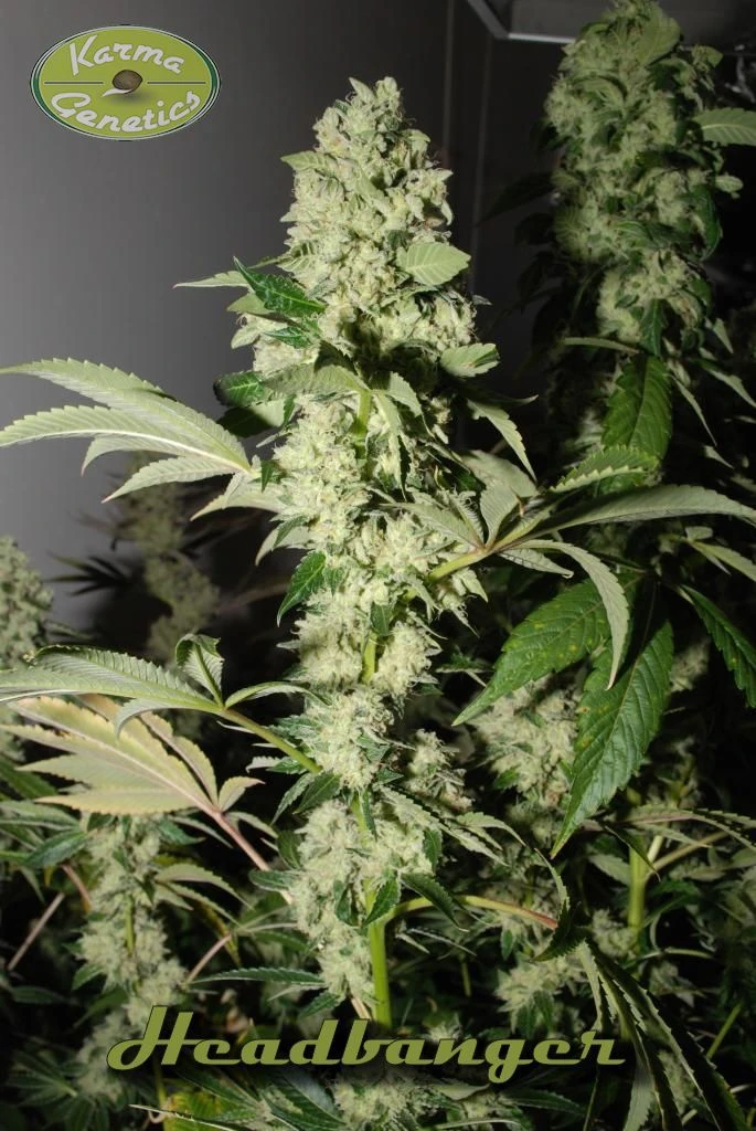 HeadBanger - 12PACK - Regular - Karma Genetics 4 HeadBanger - 12PACK - Regular - Karma Genetics - Afbeelding 2