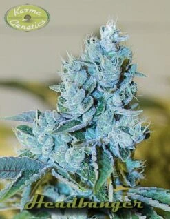 HeadBanger - 12PACK - Regular - Karma Genetics 9 HeadBanger - 12PACK - Regular - Karma Genetics -Uitgelichte Plantenzaadwinkel headbanger karma
