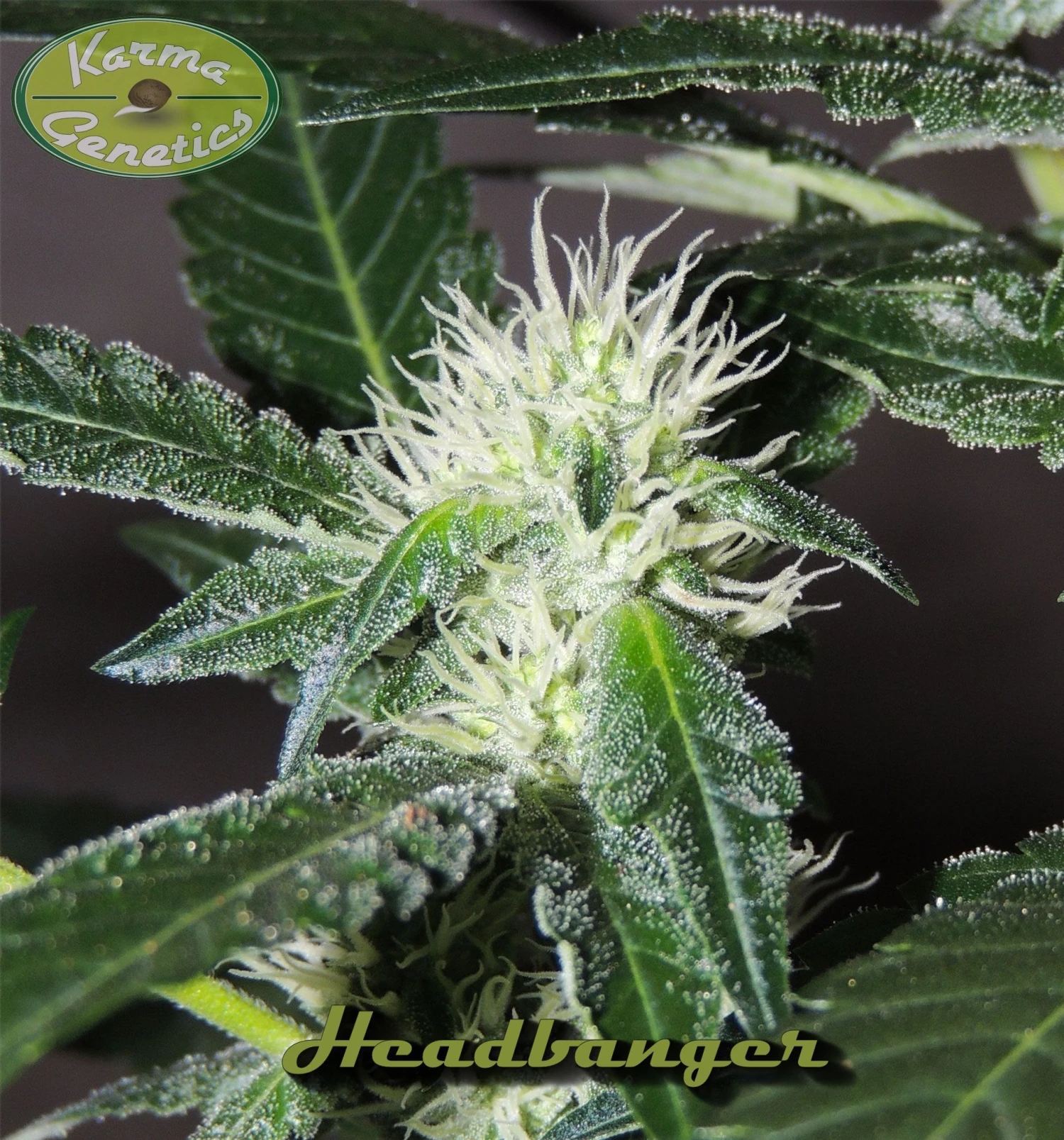 HeadBanger - 12PACK - Regular - Karma Genetics 7 HeadBanger - 12PACK - Regular - Karma Genetics - Afbeelding 5